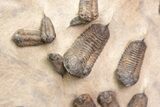 Foot Mortality Plate Of Sokhretia Trilobites - Massive Display! #164746-4